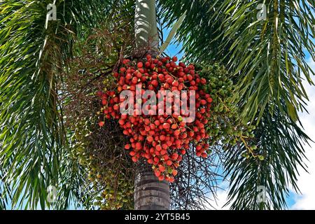 Fruits de palmier dans le district de Maracanã, Rio de Janeiro, Brésil Banque D'Images