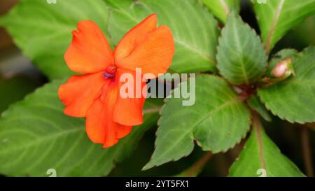 Busy Lizzie fleur est un orange vif avec cinq pétales et un centre rougeâtre-violet. Les feuilles sont vertes et de forme ovale avec des bords dentelés. Banque D'Images