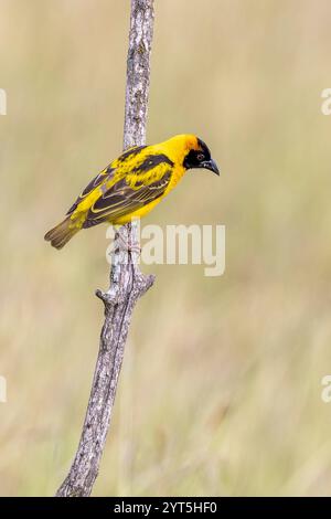 Un oiseau tisserand mâle à tête noire sur une branche de profil, regardant vers le bas, Olare Motorogi Conservancy, Masai Mara, Kenya, Afrique Banque D'Images