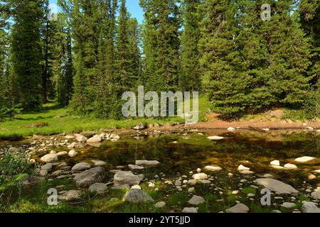 Grandes pierres le long des rives d'un lac peu profond entouré d'une forêt dense de cèdres par une journée ensoleillée d'été. Parc naturel d'Ergaki, territoire de Krasnoïarsk, Banque D'Images