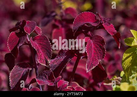 plantes coleus luxuriantes, feuilles violettes profondes et vibrantes. Environnement de jardin, horticulture, saison de croissance. Aménagement paysager urbain, parterre de fleurs Banque D'Images