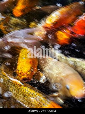 Koï brouillé dans un étang à poissons ornemental. Banque D'Images