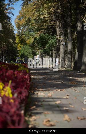 Allée piétonne dans le parc de la ville, l'homme est assis sur un banc, se détendre au milieu de l'agitation de la ville. Arbres d'automne, feuilles tombées et un parterre de fleurs lumineux avec Banque D'Images