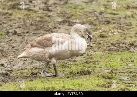 Cygne muet, Cygnus olor, poussin ou cygnet, marchant sur une végétation courte, Cley, Norfolk, Royaume-Uni, 1er décembre 2024 Banque D'Images