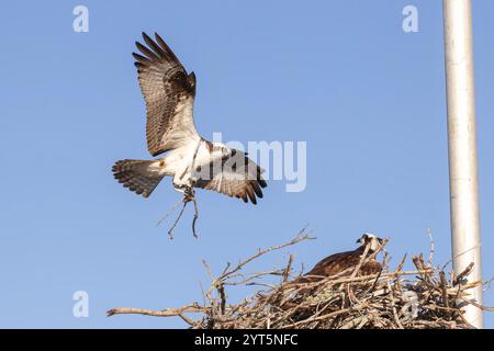 Balbuzard d'Amérique ou balbuzard de l'Ouest, Pandion haliaetus carolinensis, adulte seul volant et transportant du matériel de nidification, Everglades, Floride, États-Unis Banque D'Images