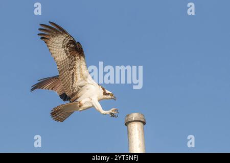 Balbuzard d’Amérique ou balbuzard de l’Ouest, Pandion haliaetus carolinensis, adulte seul, débarquant au poteau, Everglades, Floride, États-Unis Banque D'Images