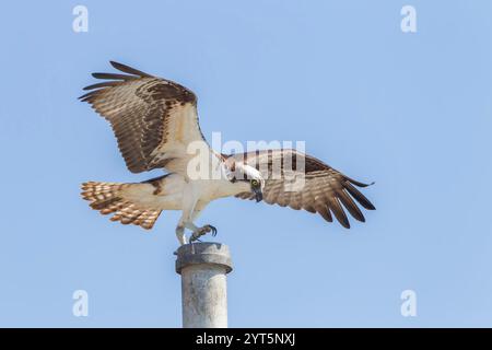 Balbuzard d’Amérique ou balbuzard de l’Ouest, Pandion haliaetus carolinensis, adulte seul, débarquant au poteau, Everglades, Floride, États-Unis Banque D'Images