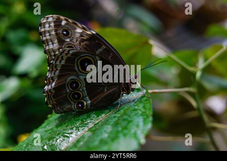 Papillon Morpho peleides sur une feuille humide Banque D'Images