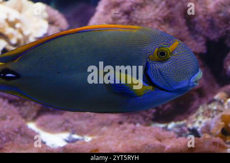 Acanthurus dussumieri, communément appelé poisson-chirurgien de Dussumier Banque D'Images