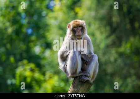 Le macaque barbaresque (Macaca Sylvanus) sur un poteau Banque D'Images