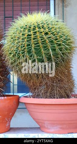 Echinocactus grusonii : coussin de belle-mère - beauté épineuse en gros plan. Cactus dans un pot : Echinocactus grusonii, Elegance du désert pour les jardins et dans Banque D'Images