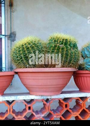 Echinocactus grusonii : coussin de belle-mère - beauté épineuse en gros plan. Cactus dans un pot : Echinocactus grusonii, Elegance du désert pour les jardins et dans Banque D'Images