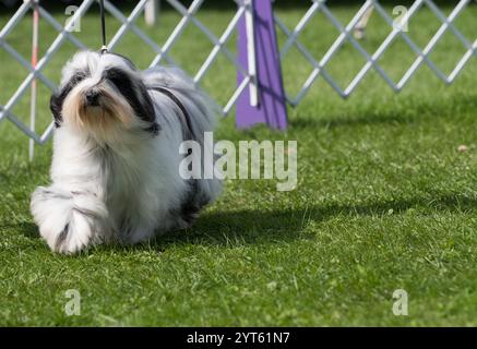 Chien terrier tibétain marchant sur l'exposition dans l'anneau d'exposition canine Banque D'Images