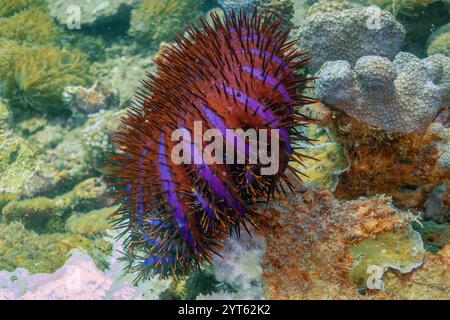 Étoile de mer à la couronne d'épines (acanthaster planci) affichant des rayures violettes vibrantes et de nombreuses épines venimeuses, prospérant dans un environnement sous-marin boueux Banque D'Images