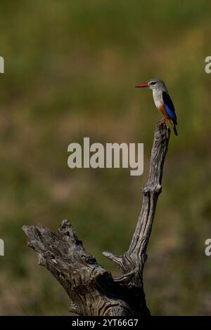 Kingfisher à tête grise (Halcyon leucocephala) perché sur une souche d'arbre morte dans le parc national de South Luangwa, Zambie Banque D'Images