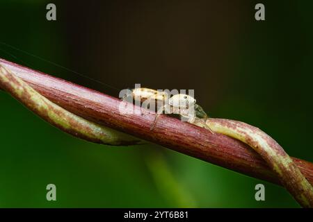 Araignée sautante irisée sur tige de fruit de la passion, Mahé Seychelles Banque D'Images