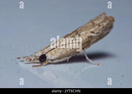 Photographie macro de la teigne Culladia hastiferalis sur véhicule, Mahé, Seychelles. Banque D'Images