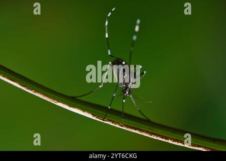 Macro photographie du moustique du genre Aedes, Mahé Seychelles Banque D'Images