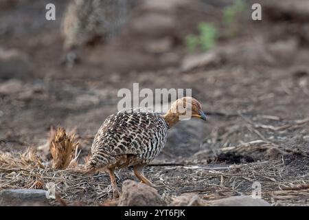 Coqui Francolin ( Peliperdix Coqui ) réserve naturelle de Pilanesberg, Afrique du Sud Banque D'Images