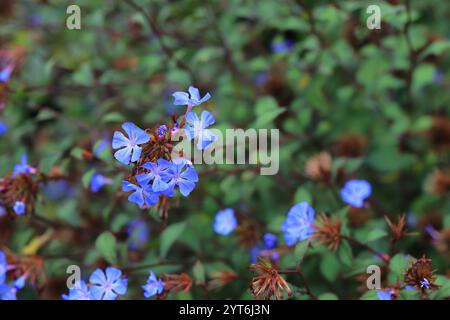 Ceratostigma Willmottianum, également connu sous le nom de Plumbago chinois, un amas de fleurs bleues de cobalt entourées de feuilles vertes. Cadre horizontal. Banque D'Images