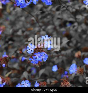 Ceratostigma Willmottianum, également connu sous le nom de Plumbago chinois, un amas de fleurs bleu cobalt entouré de feuilles en niveaux de gris. Cadre carré. Banque D'Images