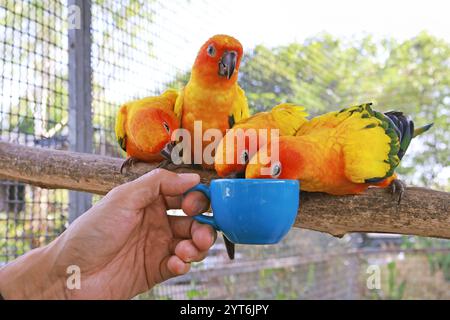 Flock of Beautiful Sun Conures Fed dans une grande volière Banque D'Images