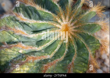 Un cactus de ballon, Parodia magnifica, poussant dans un jardin du Texas. Banque D'Images