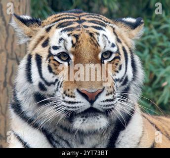 Tigre de Sibérie, Sibirischer Tiger, Amurtiger oder Ussuritiger, Tigre de Sibérie, Panthera tigris altaica, szibériai tigris, en voie de disparition Banque D'Images