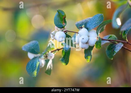 Neigeux commun (Symphoricarpos albus) avec des baies en novembre Banque D'Images