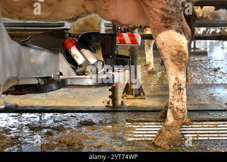 Predslav, région de Klatovy. 6 décembre 2024. 400 vaches trayent grâce à un nouveau système de traite industrielle automatique robotisé dans la ferme agricole moderne Mecholupska zemedelska à Predslav, région de Klatovy, République tchèque, le 6 décembre 2024. Crédit : Miroslav Chaloupka/CTK photo/Alamy Live News Banque D'Images