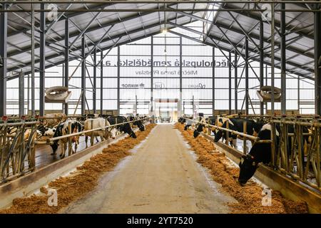 Predslav, région de Klatovy. 6 décembre 2024. 400 vaches trayent grâce à un nouveau système de traite industrielle automatique robotisé dans la ferme agricole moderne Mecholupska zemedelska à Predslav, région de Klatovy, République tchèque, le 6 décembre 2024. Crédit : Miroslav Chaloupka/CTK photo/Alamy Live News Banque D'Images