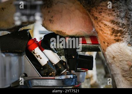 Predslav, région de Klatovy. 6 décembre 2024. 400 vaches trayent grâce à un nouveau système de traite industrielle automatique robotisé dans la ferme agricole moderne Mecholupska zemedelska à Predslav, région de Klatovy, République tchèque, le 6 décembre 2024. Crédit : Miroslav Chaloupka/CTK photo/Alamy Live News Banque D'Images