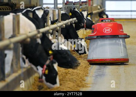 Predslav, région de Klatovy. 6 décembre 2024. 400 vaches trayent grâce à un nouveau système de traite industrielle automatique robotisé dans la ferme agricole moderne Mecholupska zemedelska à Predslav, région de Klatovy, République tchèque, le 6 décembre 2024. Crédit : Miroslav Chaloupka/CTK photo/Alamy Live News Banque D'Images