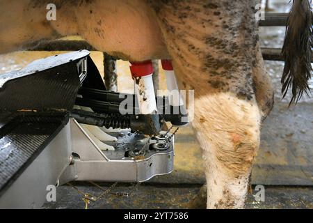 Predslav, région de Klatovy. 6 décembre 2024. 400 vaches trayent grâce à un nouveau système de traite industrielle automatique robotisé dans la ferme agricole moderne Mecholupska zemedelska à Predslav, région de Klatovy, République tchèque, le 6 décembre 2024. Crédit : Miroslav Chaloupka/CTK photo/Alamy Live News Banque D'Images