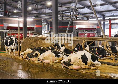 Predslav, région de Klatovy. 6 décembre 2024. 400 vaches trayent grâce à un nouveau système de traite industrielle automatique robotisé dans la ferme agricole moderne Mecholupska zemedelska à Predslav, région de Klatovy, République tchèque, le 6 décembre 2024. Crédit : Miroslav Chaloupka/CTK photo/Alamy Live News Banque D'Images