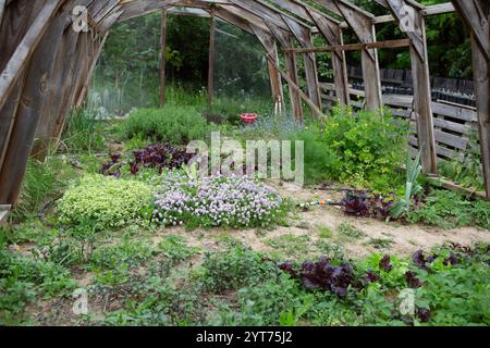 Légumes et herbes cultivés à la maison dans une maison en aluminium Banque D'Images