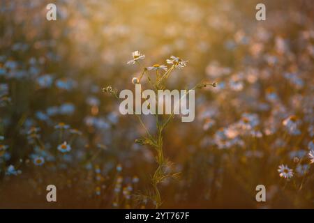 Marguerites au coucher du soleil Banque D'Images