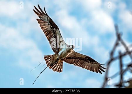 Oiseau de proie Osprey Pandion haliaetus volant à travers un ciel bleu Banque D'Images