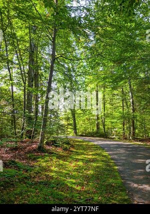 Sentier de randonnée à travers une forêt de hêtres baignée de soleil avec des feuilles vertes, Bernried, Bavière, Allemagne Banque D'Images