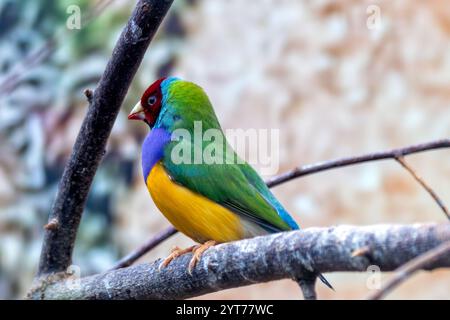 le palonnier Gouldian vibrant repéré dans ses prairies indigènes. Mange des graines et des insectes. Connu pour ses couleurs saisissantes. Banque D'Images