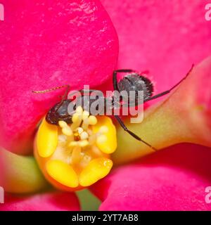 Micro photographie de fourmi noire sur épine de christ fleur et pollen, Mahé Seychelles Banque D'Images