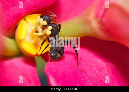 Micro photographie de fourmi noire sur épine de christ fleur et pollen, Mahé Seychelles Banque D'Images