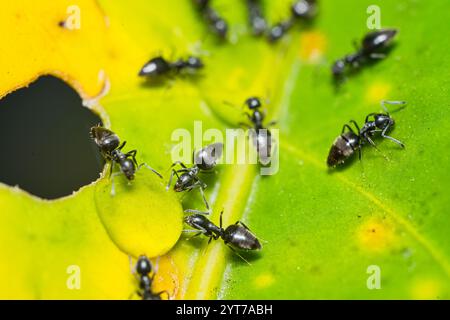 Micro photographie de fourmis noires sur feuille verte, Mahé Seychelles Banque D'Images