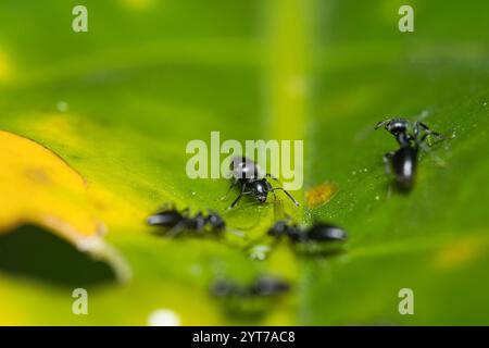 Micro photographie de fourmis noires sur feuille verte, Mahé Seychelles Banque D'Images