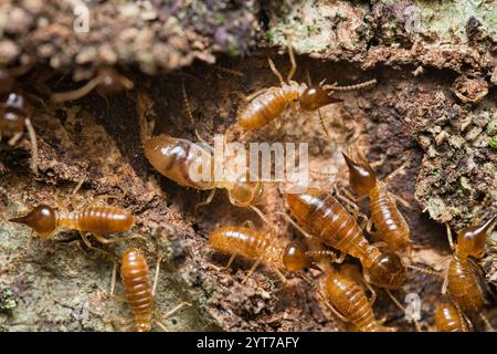 Micro photographie de termites à l'intérieur du monticule de termites, Mahé Seychelles Banque D'Images