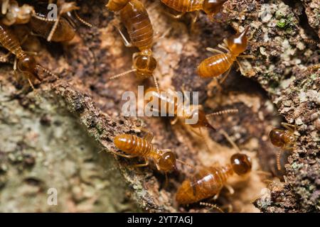 Micro photographie de termites à l'intérieur du monticule de termites, Mahé Seychelles Banque D'Images