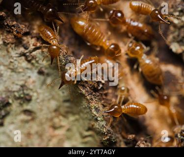 Micro photographie de termites à l'intérieur du monticule de termites, Mahé Seychelles Banque D'Images