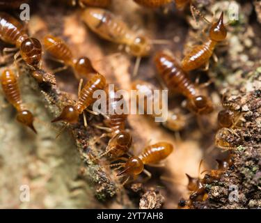 Micro photographie de termites à l'intérieur du monticule de termites, Mahé Seychelles Banque D'Images