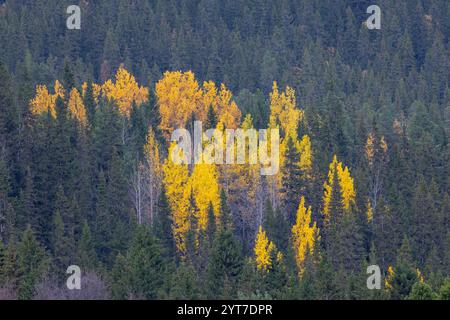 Suède, automne dans les félins, forêt, arbres colorés d'automne Banque D'Images