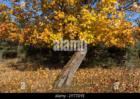 Automne dans la Heath de Lüneburg Banque D'Images